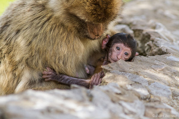 Magot, Macaque berbère, Macaque de Barbarie — Macaca sylvanus (Linnaeus, 1758)