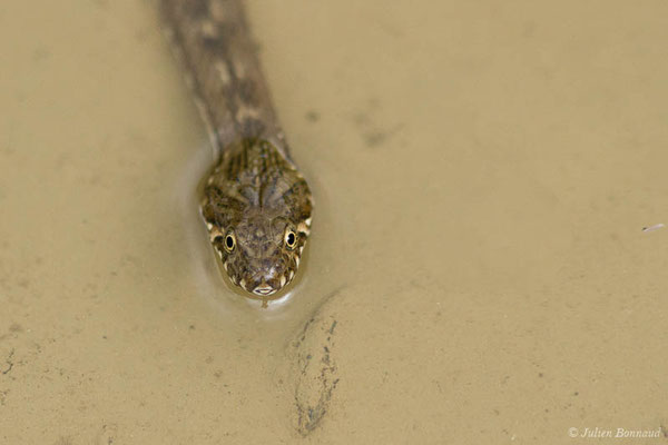 Couleuvre vipérine — Natrix maura (Linnaeus, 1758)