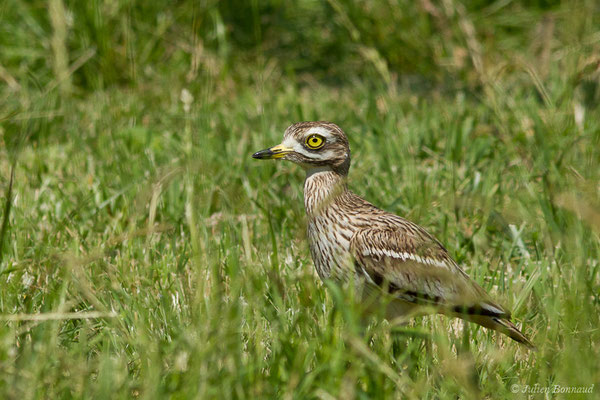 Œdicnème criard — Burhinus oedicnemus (Linnaeus, 1758), (Zoodycée, Chizé (79), France, le 12/06/2021)