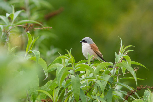 Pie-grièche écorcheur — Lanius collurio Linnaeus, 1758, (mâle adulte) (Bénéjacq (64), France, le 04/05/2018)