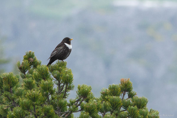 Merle à plastron — Turdus torquatus Linnaeus, 1758, (Station de ski de La Pierre Saint-Martin, Arette (64), France, le 05/05/2023)