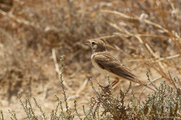 Alouette calandrelle — Calandrella brachydactyla (Leisler, 1814), (Bardenas Real, Arguedas (Aragon), Espagne, le 02/07/2022)