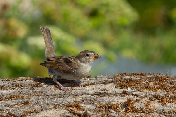Moineau domestique — Passer domesticus (Linnaeus, 1758)