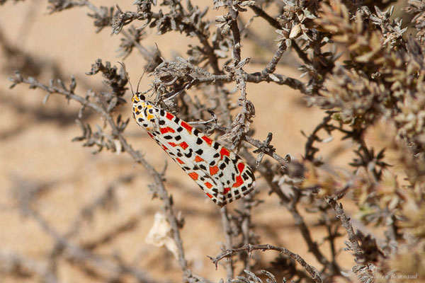 Écaille du Myosotis — Utetheisa pulchella (Linnaeus, 1758), (Tarfaya (Laâyoune-Sakia El Hamra), Maroc, le 02/11/2023)