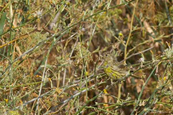 Serin cini — Serinus serinus (Linnaeus, 1766), (Salamanque (Castille-et-León), Espagne, le 07/09/2018)