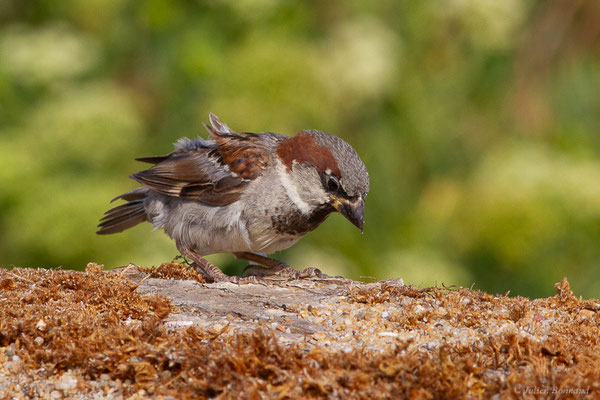 Moineau domestique — Passer domesticus (Linnaeus, 1758)