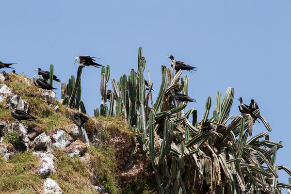 Frégate superbe — Fregata magnificens Mathews, 1914, (Île du Grand Connétable, Guyane, le 09/08/2017)