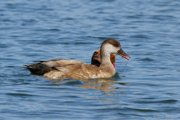 Nette rousse — Netta rufina (Pallas, 1773), (Parc Naturel du Delta de l'Ebre (Catalogne), Espagne, le 05/06/2022)