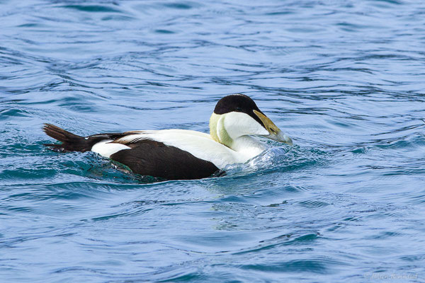 Eider à duvet — Somateria mollissima (Linnaeus, 1758), (Ciboure (64), France, le 05/04/2024)