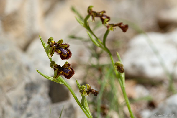 Ophrys miroir — Ophrys speculum Link, 1799, (Etsaut (64), France, le 07/05/2022)