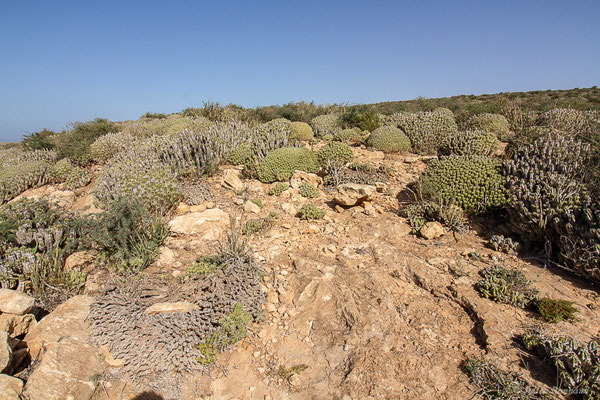 (Parc national de Souss-Massa, Sidi Binzarne, Maroc, le 02/02/2023)