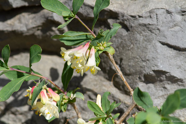 Chèvrefeuille des Pyrénées — Lonicera pyrenaica L., 1753, (Station de ski de La Pierre Saint-Martin, Arette (64), France, le 06/07/2023)