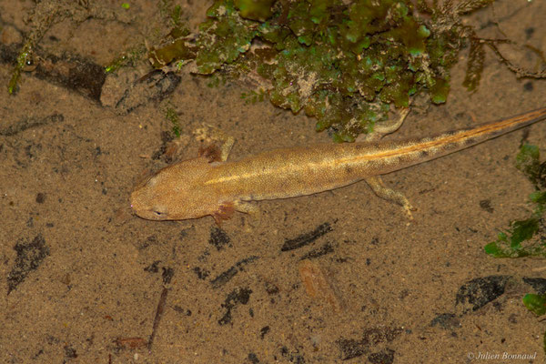 Calotriton des Pyrénées ou Euprocte des Pyrénées – Calotriton asper (Al. Dugès, 1852), (larve), (Asasp-Arros (64), France, le 26/03/2025)