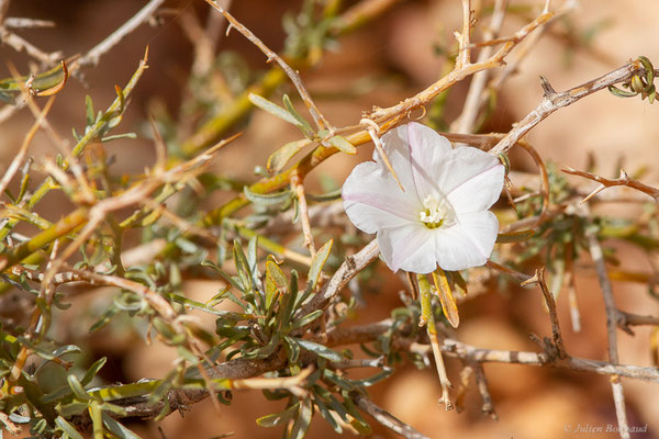 Liseron buissonant — Convolvulus trabutianus Schweinf. & Muschl., (Ammelne, (Souss-Massa), Maroc, le 06/02/2023)