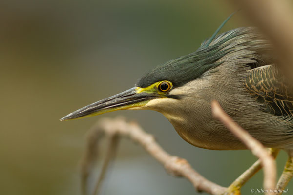 Héron strié — Butorides striata (Linnaeus, 1758), (adulte), (Pierrelatte (26), France métropolitaine le 16/11/2016)