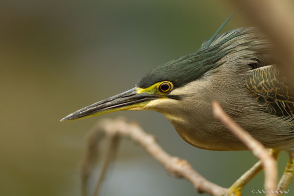 Héron strié — Butorides striata (Linnaeus, 1758)