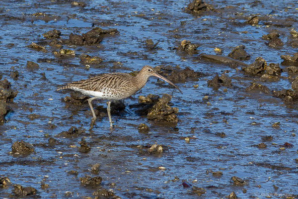 Courlis cendré — Numenius arquata (Linnaeus, 1758), (Parc écologique de Plaiaundi, Irun (Pays basque), Espagne, le 12/11/2022)