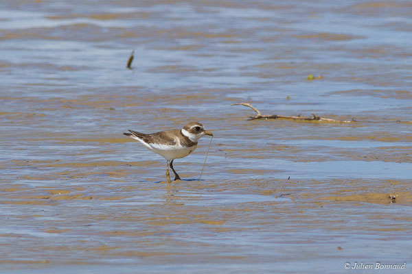 Gravelot semipalmé – Charadrius semipalmatus Bonaparte, 1825, (adulte, plumage internuptial) (Route des plages, Remire-Montjoly, Guyane, le 29/03/2017)