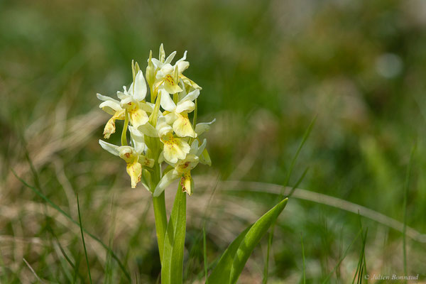 Orchis sureau — Dactylorhiza sambucina (L.) Soó, 1962