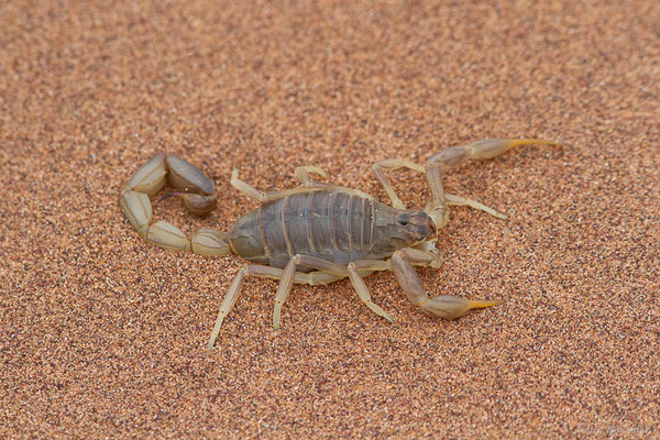 Buthus sp., (Parc national d'Iriqui (Souss-Massa-Draâ, Guelmim-Es Semara), Maroc, le 13/02/2023)