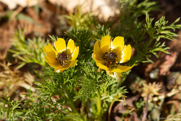 Adonis à petits fruits — Adonis microcarpa DC., 1817