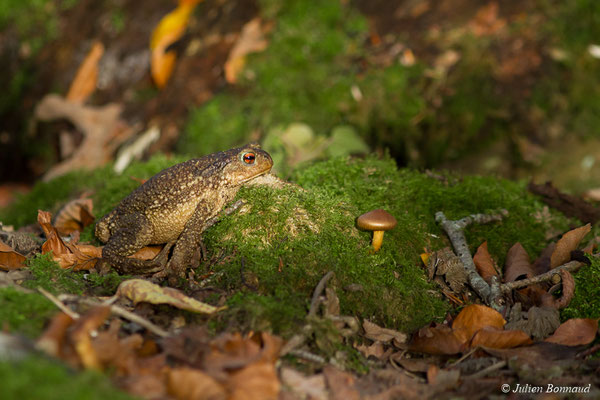 Crapaud épineux — Bufo spinosus (Daudin, 1803)