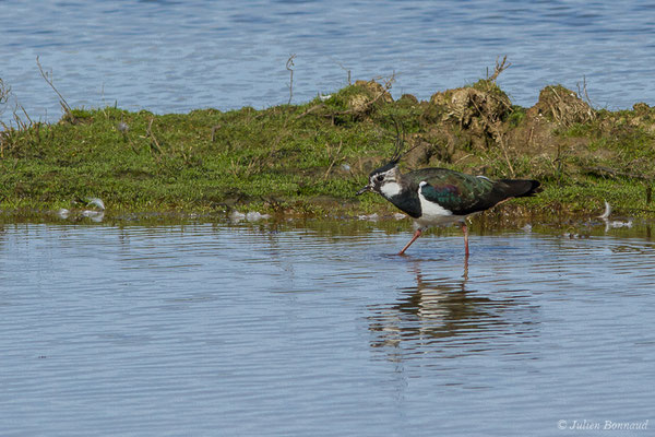 Vanneau huppé — Vanellus vanellus (Linnaeus, 1758), (Réserve ornithologique du Teich (33), France, le 15/02/2021)