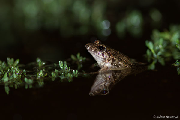 Discoglosse sarde — Discoglossus sardus Tschudi in Otth, 1837, (Poticcio (2A), France, le 01/09/2019)