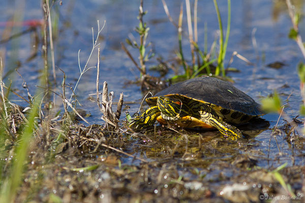Trachémyde à tempes rouges ou Tortue de Floride — Trachemys scripta elegans (Wied, 1839)