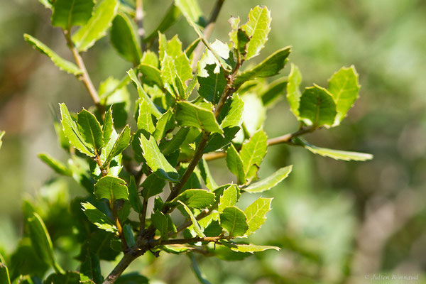 Chêne Kermès — Quercus coccifera L., 1753, (Tétouan (Tanger-Tétouan-Al Hoceïma), Maroc, le 27/09/2023)