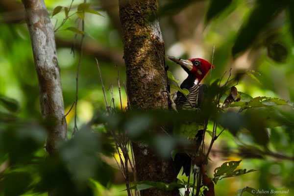 Pic de Malherbe — Campephilus melanoleucos (Gmelin, 1788), (Embouchure de l'Approuague, Régina, Guyane, le 09/09/2017)