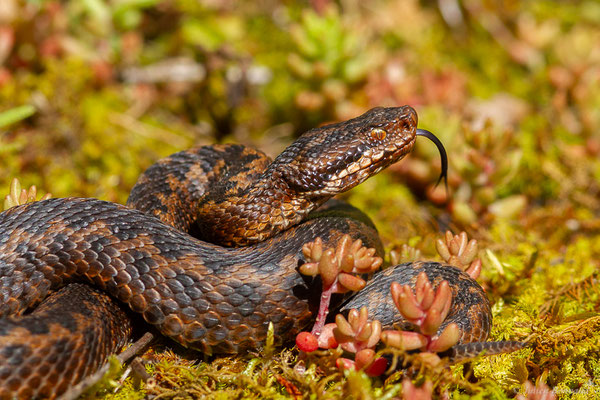 Vipère aspic de Zinniker – Vipera aspis zinnikeri (Kramer, 1958), (Borce (64), France, le 28/05/2024)