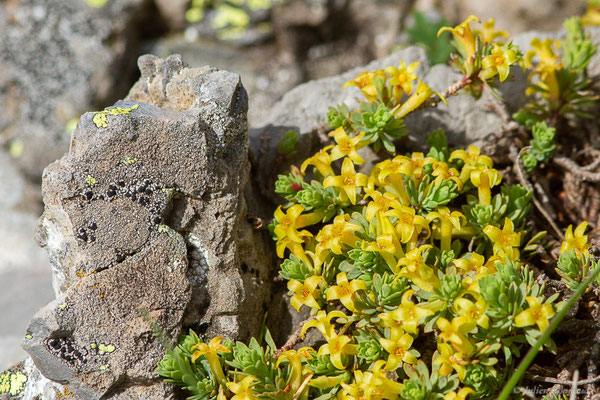 Passerine dioïque — Thymelaea dioica (Gouan) All., 1789, (Station de ski de La Pierre Saint-Martin, Arette (64), France, le 30/05/2022)