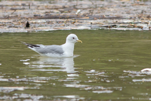 Goéland cendré — Larus canus Linnaeus, 1758, (Tarnos (64), France, le 12/03/2020)