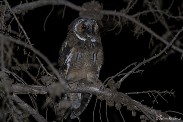 Hibou moyen-duc — Asio otus (Linnaeus, 1758)