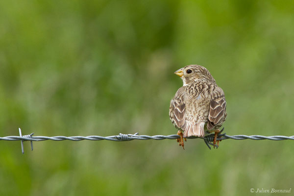Bruant proyer — Emberiza calandra Linnaeus, (Braud-et-Saint-Louis (33), France, le 09/05/2019)