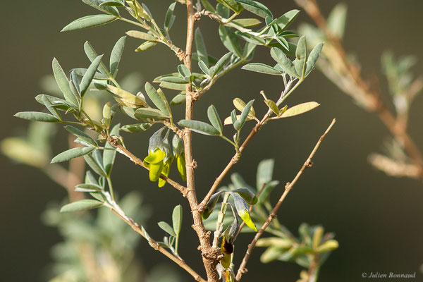 Anagyre fétide — Anagyris foetida L., 1753