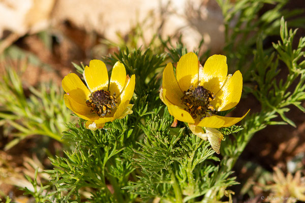 Adonis à petits fruits — Adonis microcarpa DC., 1817