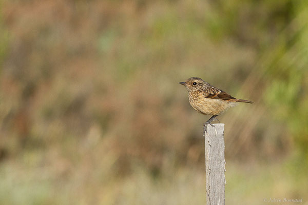 Tarier pâtre — Saxicola rubicola (Linnaeus, 1766), (Bardenas Real, Arguedas (Aragon), Espagne, le 08/06/2022)