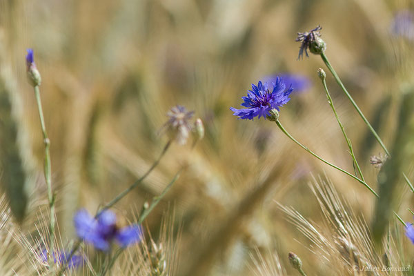 Bleuet — Cyanus segetum Hill, 1762, (Mézières-en-Brenne (36), France, le 13/06/2021)