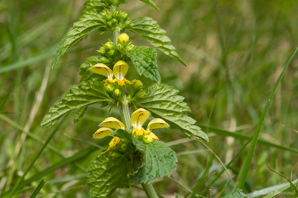 Lamier jaune, Lamier Galéobdolon — Lamium galeobdolon (L.) L., 1759, (Etsaut (64), France, le 19/04/2021)