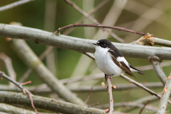Gobemouche noir — Ficedula hypoleuca (Pallas, 1764), (Bordes (64), France, le 10/04/2018)