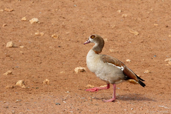 Ouette d'Égypte — Alopochen aegyptiaca (Linnaeus, 1766), (Parc zoologique de Rabat (Rabat-Salé-Kénitra), Maroc, le 21/01/2023)