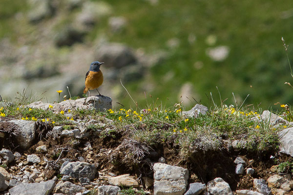 Monticole de roche — Monticola saxatilis (Linnaeus, 1766), (mâle adulte) (Col du Pourtalet, Laruns (64), France, le 22/06/2019)