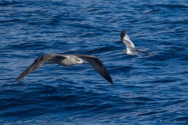Mouette de Sabine — Xema sabini (Sabine, 1819), (Saint-Jean-de-Luz (64), France, le 05/10/2019)