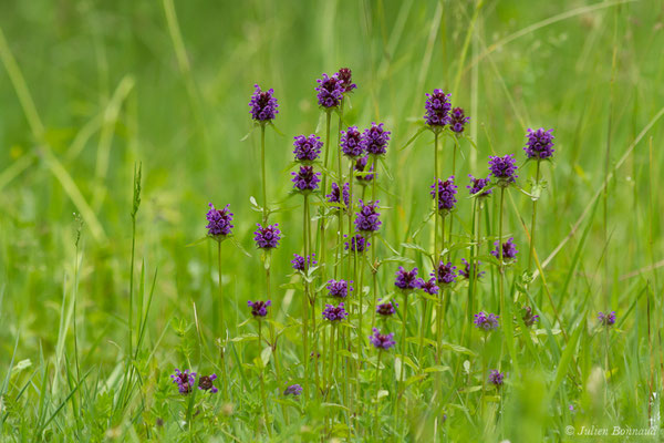 Brunelle à grandes fleurs — Prunella grandiflora (L.) Scholler, 1775, (Argelès-Gazost (65), France, le 25/05/2018)