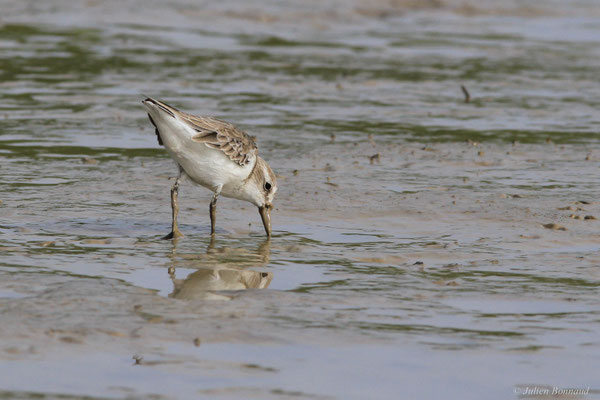 Bécasseau semipalmé — Calidris pusilla (Linnaeus, 1766)