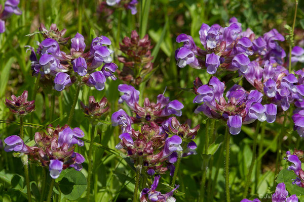 Brunelle à feuilles hastées — Prunella hastifolia Brot., 1804, (Pihourc, Lieoux (31), France, le 21/05/2018)