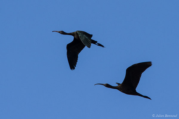 Ibis falcinelle — Plegadis falcinellus (Linnaeus, 1766), (Parc national de Doñana, El Rocio (Andalousie), le 06/08/2020)