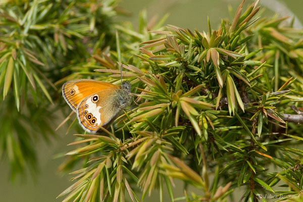 Céphale — Coenonympha arcania (Linnaeus, 1761), (Pihourc, Saint-Godens (31), France, le 16/05/2019)
